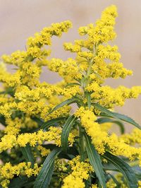 Goldenrod