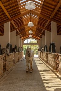 Horse in barn aisle - Haras DOM by Per Cavalli Arquitetura - photos by Cacá Bratke