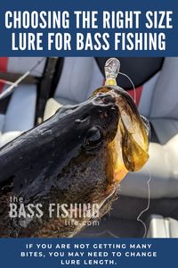 Lure length is an important aspect of the selection process. A lure that is too small or too big can vastly alter the number of bites you get - especially from bigger bass. #bassfishing #largemouthbass #fishing #bassfishingtips