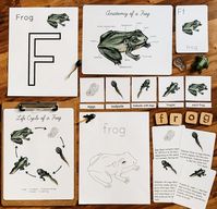 Frog Life Cycle Mini Study | Etsy