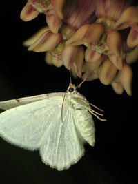 bug of the day | One of the dozens of Lesser Maple Spanworm moths (Speranza pustularia) feeding on the milkweed in my yard each night.