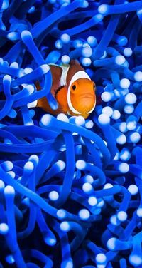 CLOWNFISH | FISH | ANIMALS