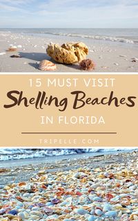 Whether a person simply wants to sit in the sand and relax, swim in the sparkling water, or watch the dolphins frolic out in the distance, every beach offers exactly what a person wants when they are away from home.  However, what happens if you want to do a little shelling at a Florida beach? Do all the beaches offer the same shelling results? You may be surprised that shelling is not the same at all Florida beaches and that some beaches offer better experiences than all the others.