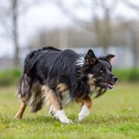 Jan Passchier on Instagram: “. . . . #bordercolliesofinstagram #dogphotography #doglovers #dogsofinstagram #isds #bccn  #petphotography #paws #pawsome #bordercollies…”