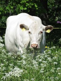 Northern Finn Cattle