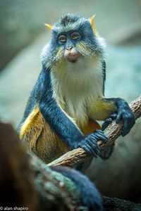 Wolf's Mona Guenon (not to be confused with René Guénon, also known as Shaykh 'Abd al-Wahid Yahya, the French author and intellectual who remains an influential figure in the domain of metaphysics.)