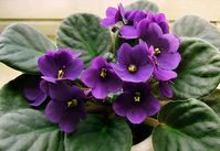 10 Tips for Caring for African Violets - Garden Lovers Club