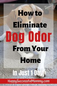 We all get used to that dog smell but it really doesn't need to be there. To eliminate dog odor from your home easily and quickly, Click the Image for all the details you need.  #dogsmell #homecleaning #naturalremedies #diyremedies