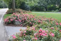 'Pink Supreme' Flower Carpet® Groundcover Rose grows to 24 to 32" tall and up to 40" wide.