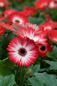 How to Keep Gerbera Daisies Blooming | 12 Best Tricks