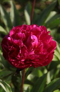 Paeonia lactiflora 'Karl Rosenfield' | /RHS Gardening