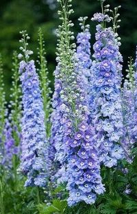 Delphiniums