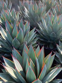 Agave 'Blue Glow' aka Agave 'Shaka Zulu' (Photo by Michael Simon. Used with permission. All rights reserved.) #agave #succulent #succulents #cactiandsucculents #succupedia #worldofsucculents