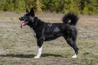 Karelian Bear Dog