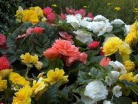 Whether your garden is a large country plot or a group of containers on a city balcony, easy-to-grow annuals can add a burst of color wherever you need it.