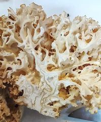 Sparassis Crispa - Easy Cauliflower Mushroom Identification Guide 7