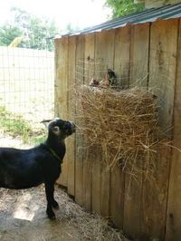 A better goat feeder. Must make!