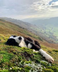 Joerich92 on Instagram: “Soaking up some November sun . . . . . . . . . . . . . #novembersun #sheepdog #bordercollie #workingdog #farmdog #workingsheepdog #collie…”