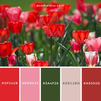 Tulips on the grounds of the Logan Utah Temple, Logan, United States Color Palette #186