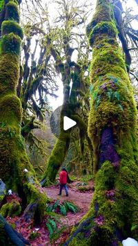 Nishat & Musa | Adventure Travel Photographers on Instagram: "Olympic National Park might be the most diverse national park in the US. Here is our 3-day itinerary for Olympic National Park:

📌 ‘𝗦𝗮𝘃𝗲’ 𝘁𝗵𝗶𝘀 𝗽𝗼𝘀𝘁 𝗳𝗼𝗿 𝗽𝗹𝗮𝗻𝗻𝗶𝗻𝗴 𝗹𝗮𝘁𝗲𝗿!

Day 1:
- Start Early and head to Hoh Rainforest
- Checkout Tree of Life at Kalaloch Beach
- Explore the tide pool at the hole in the wall (3.2-mile easy hike at Rialto Beach)

Camp at Mora Campground

Day 2: 
- Hike to Cape Flattery, the most NW point in the contiguous US (1.2-mile easy hike)
- Have brunch by the ocean at Neah Bay
- Hike to Devil’s Punchbowl 
- Sunset at Lake Crescent Lodge

Camp at Fairholme Campground

Day 3:
- Hike to Sol Duc Falls, the most beautiful waterfall in Olympic NP (1.6-mile easy hike)
- Hike to Marymere 