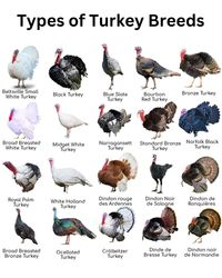 Types of Turkey Breeds