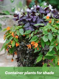 This clever design technique shows how to create impact by using the same plant in several different containers. Here, hostas are the filler of choice (ideal for a shady spot) with a selection of terracotta pots completing the scene.