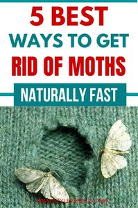 How to Get Rid of Moths