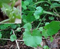 Hydrocotyle americana | American marshpennywort