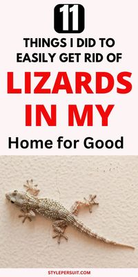 Lizards can be beneficial in keeping insect populations down, but their presence in homes and yards is often unwelcome. Here are some effective strategies for getting rid of lizards: