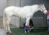 stallion | USA | 2001 | by Airdrie Apache out of Ms Dubious #thoroughbred #stallion #dominantwhite #colouredthoroughbred #whitethoroughbred