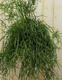 Rhipsalis trigona Kamerplant is een prachtige aanvulling op uw eigen flora en fauna. Hier haalt u dit mooie stukje natuur van Warentuin in huis voor een scherpe prijs! Uit onze collectie Kamerplanten. Rhipsalis trigona, dit komt uit het assortiment Planten, koop hem gemakkelijk en goedkoop online! Dit product verkopen wij per stuk tenzij anders aangegeven.                       Kleur: groen                                                                                           Aantal inhoud: 1