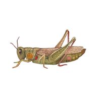 I love his little spots, this unique grasshopper is definitely going to be joining my wall of eclectic art! Details:5" x 7” Smooth Matte Paper PrintSigned by Artist By Polanshek of the Hills