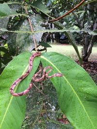 Common Blunt-headed Tree Snake from Toledo District, Belize on February 19, 2016 at 08:35 AM by Lauren diBiccari · iNaturalist