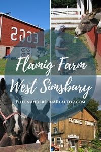 Flamig Farm, West Simsbury, Connecticut, eggs, horses, compost, things to do with kids, haunted hay ride, sunflowers, things to do in Connecticut