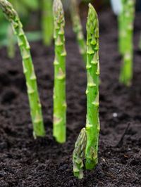 Tips & Information about Asparagus - Gardening Know How