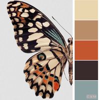 /octoSpice butterfly pallette