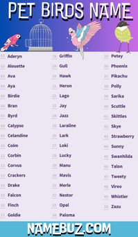 Explore the wonderful world of pet birds name with our simple guide! Discover over 200 bird names in English, from A to Z.  Whether you’re a bird expert or just starting out, our easy-to-read list makes learning about these charming pets a delight. Dive into the beauty of diverse birds, and boost your knowledge with our user-friendly guide!