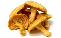 Hedgehog Mushrooms - The Hedgehog mushroom can be identified both scientifically and under common name classifications, including Dentinum repandum, Hydnum rapandum, D. umbilicatum. In a nod to its flavor and shape, it earned the nicknames Sweet Tooth and Pig's Trotter and Wood Urchin.