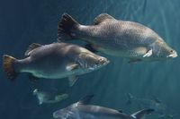 #ODDtoberFact: Virtually all Barramundi are born male, then turn into females when they are 3 - 4 years old. This means female Barramundi can only be courted by younger fish. Barramundi spawn on the full moon, and their iridescent skin can be seen shimmering through the water during their 'love dance'. http