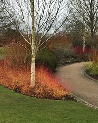 Cornus sanguinea Mid WInter Fire has the brightest stems