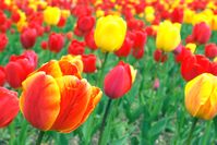 Color Combination Tulip Meadow - Canva's Design Wiki