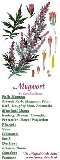 Mugwort - Magical Properties - The Magical Circle School - www.themagicalcircle.net