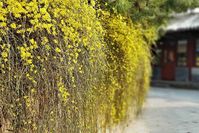 Jasminum nudiflorum (Winter Jasmine)