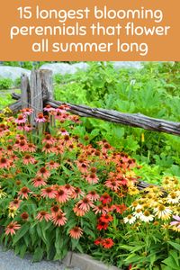 Want non-stop color in your garden all summer? This pin features 15 amazing perennials that keep blooming for months, ensuring a vibrant landscape.