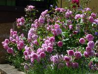 'Harlow Carr ' Rose Photo