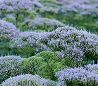 Throatwort Lake Michigan Blue