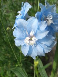 Delphinium