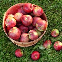 Here's the Secret to Storing Apples All Winter