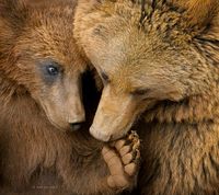 Ursus arctos arctos, one of the most common subspecies of brown bear, inhabits northern Eurasia.