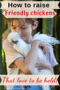 How to raise friendly chickens that like to be held and pet. Taming chickens is easy with lots of treats, attention and time. Here is how I trained my chickens to beg for attention. It's easy!